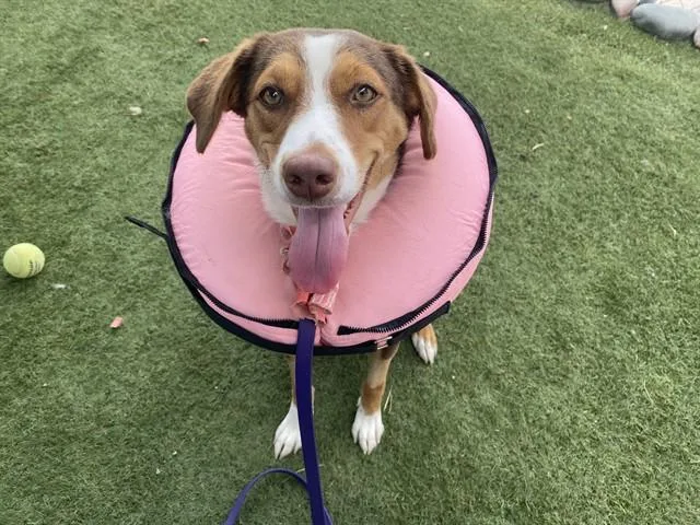 A young large-sized female Harrier dog named Mango Lassi for adoption in Phoenix, AZ