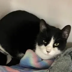 An adult medium-sized female Black Domestic Short Hair cat named Avery for adoption in Green Valley, AZ