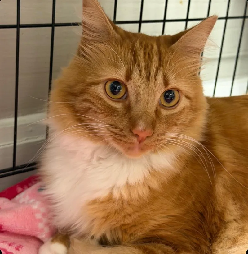 An adult large-sized male Orange & White Domestic Long Hair cat named Mr.Ginger for adoption in Statesboro, GA