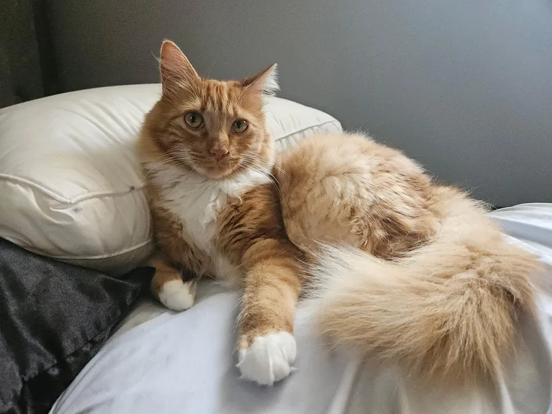 Mr.Ginger thumbnail 2