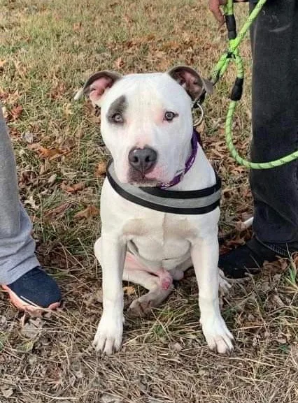 A young medium-sized male Pit Bull Terrier dog named Indi for adoption in Madison, MN