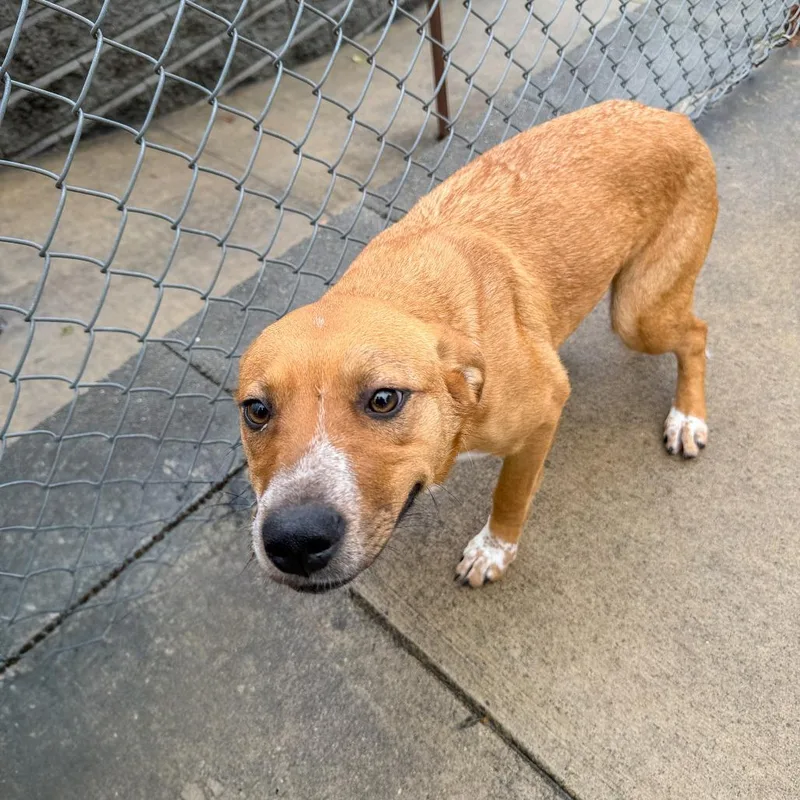 An adult medium-sized female Yellow / Tan / Blond / Fawn Hound dog named Davina for adoption in Gainesville, GA