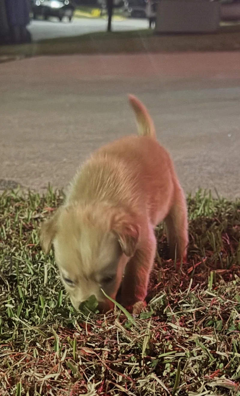 A baby small-sized male Chihuahua dog named Biscuit for adoption in Holly Springs, NC