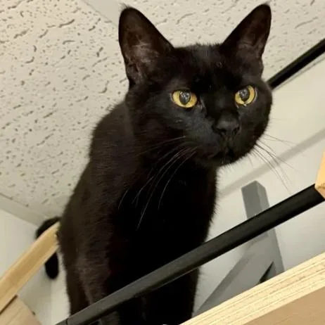 A senior medium-sized female Black Domestic Short Hair cat named Twila for adoption in Kennett Square, PA