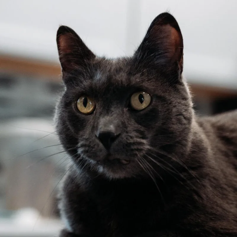 An adult small-sized male Black Domestic Short Hair cat named Grumpy for adoption in Plainfield, IL