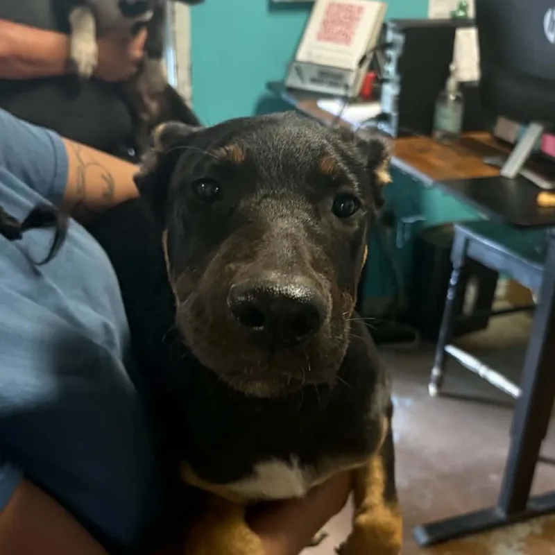 A baby medium-sized male Black German Shepherd Dog named Mars for adoption in Stephenville, TX