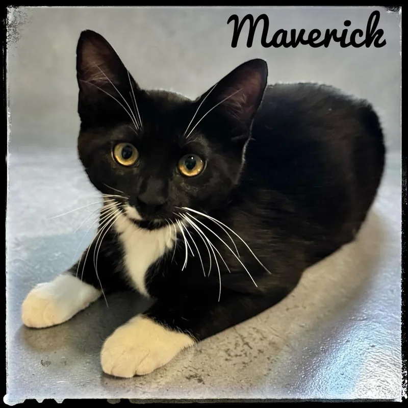 A baby small-sized male Domestic Short Hair cat named Maverick for adoption in El Cajon, CA