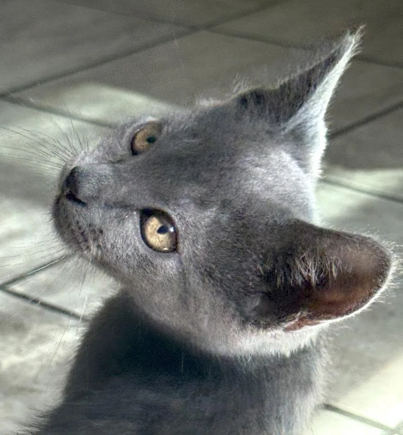 A baby medium-sized male Gray / Blue / Silver Domestic Short Hair cat named Casper for adoption in Ventura, CA