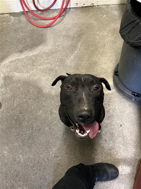 A young large-sized male Bull Terrier dog named Lulu for adoption in Sacramento, CA