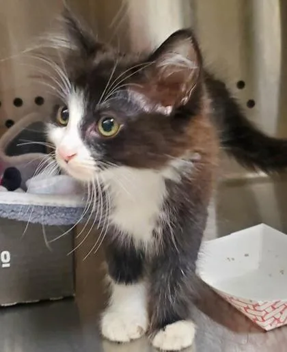 A young large-sized female Domestic Long Hair cat named Roots for adoption in Kansas City, MO