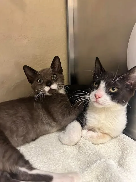 A baby small-sized male Domestic Short Hair cat named Robin for adoption in Fort Myers, FL