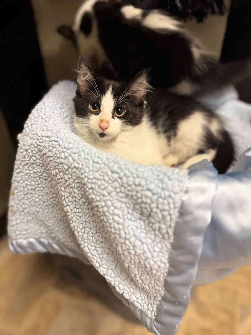 A baby medium-sized female Black Domestic Long Hair cat named Muffin for adoption in Dodgeville, WI