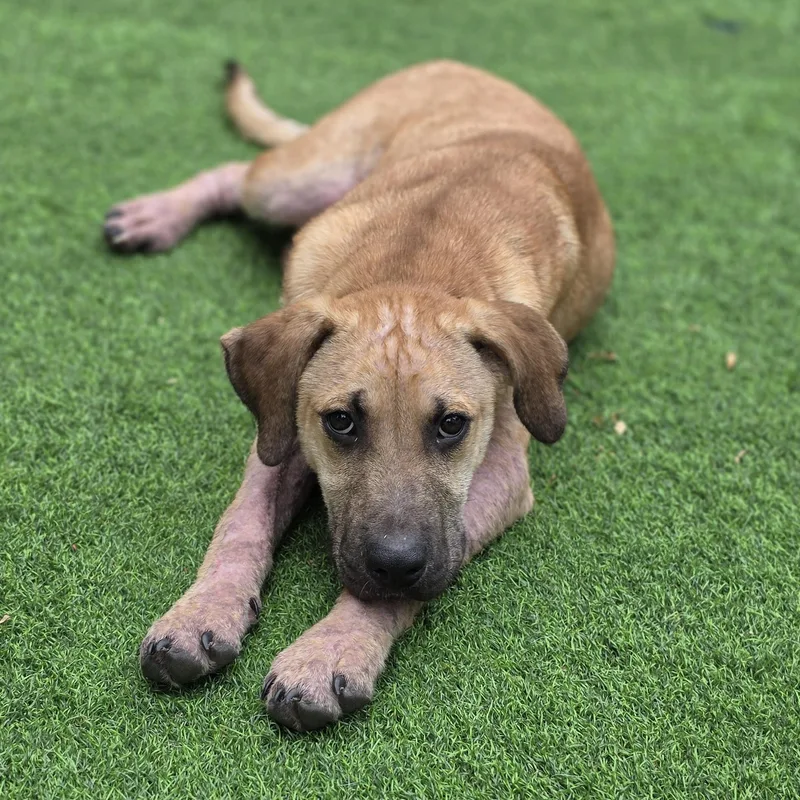A baby large-sized male Apricot / Beige Mixed Breed dog named Fabio the Lion for adoption in Blairstown, NJ