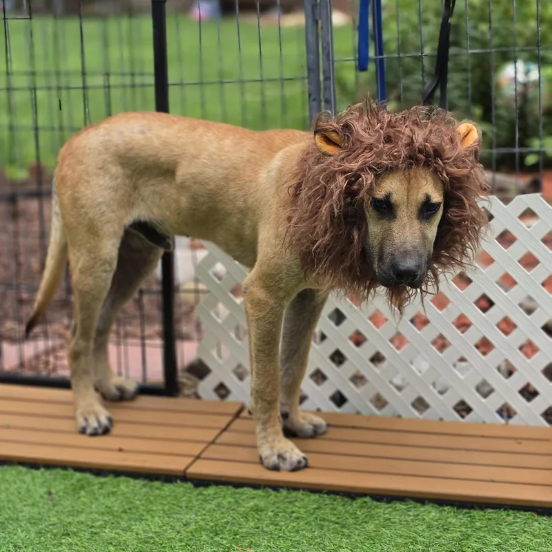 Fabio the Lion thumbnail 4