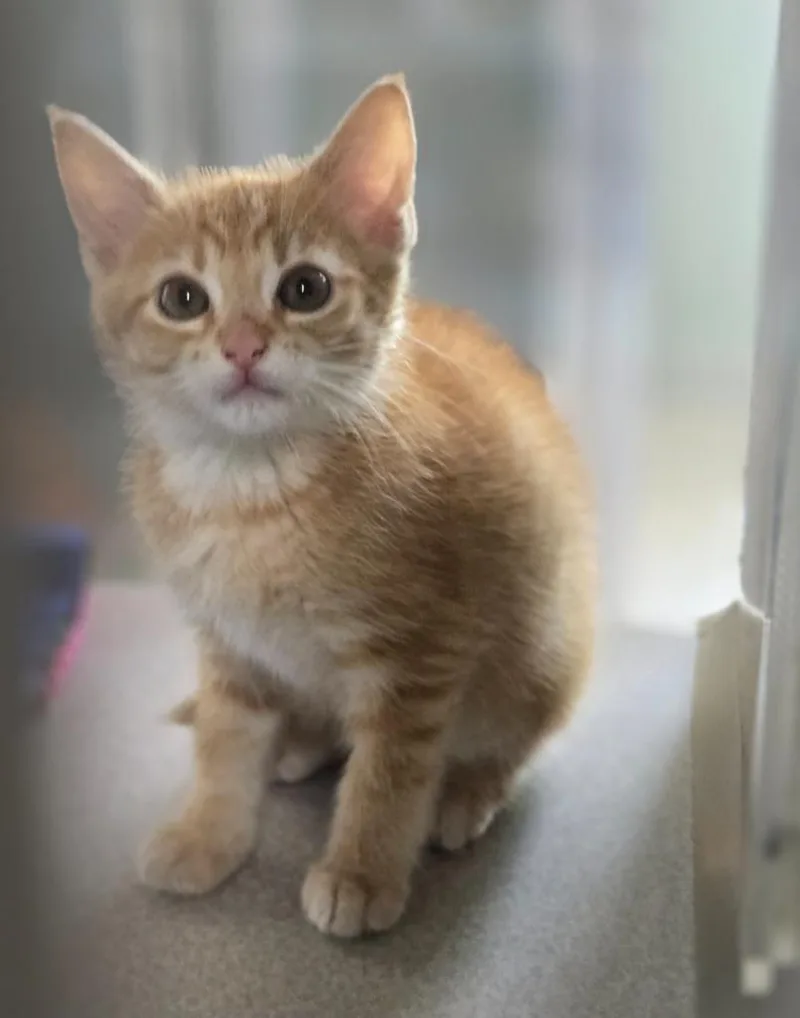 A baby large-sized male Domestic Short Hair cat named Kibble for adoption in Viroqua, WI