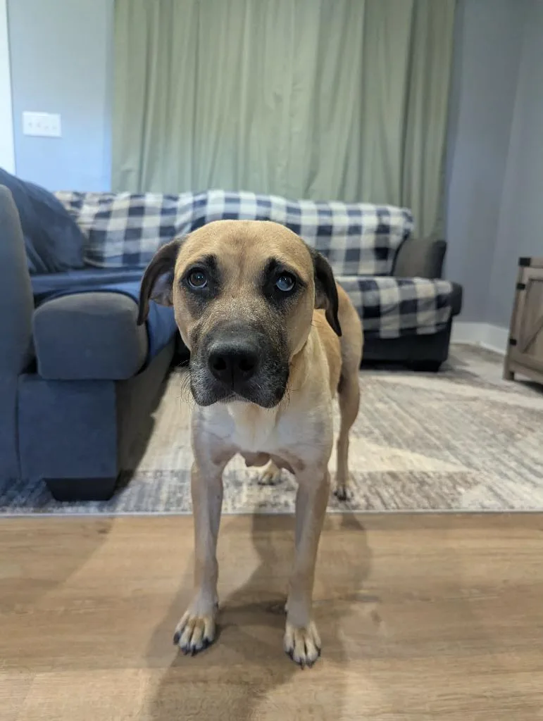 A young medium-sized female Mixed Breed dog named Willa for adoption in Danielsville, GA