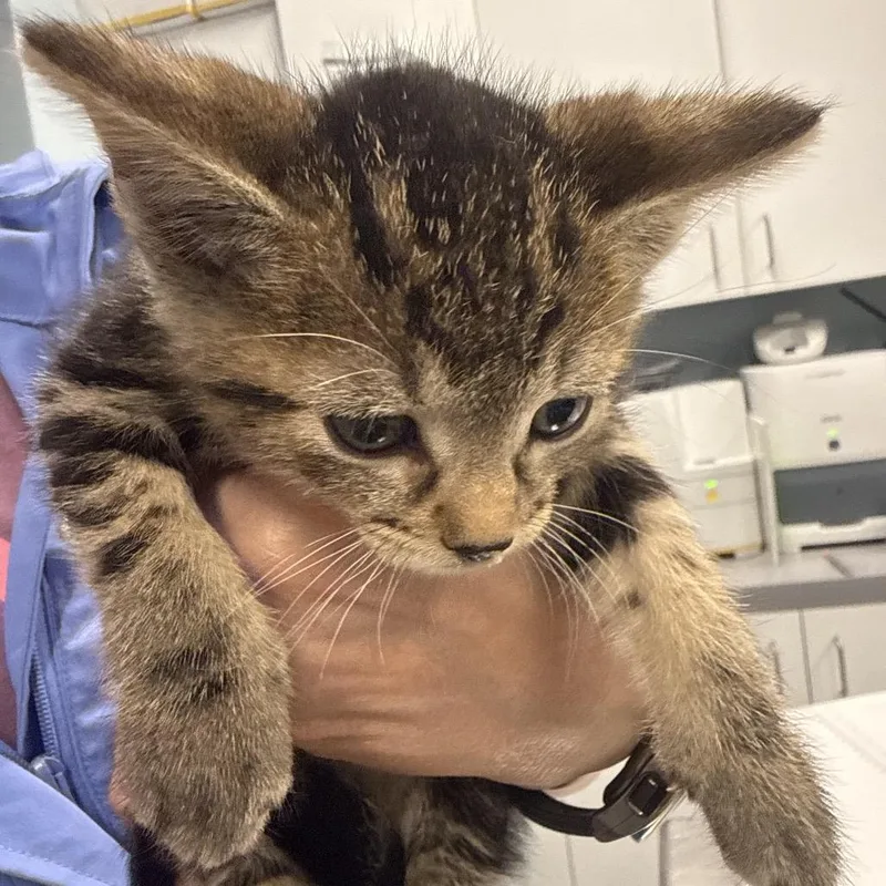 A baby small-sized male Brown / Chocolate Domestic Short Hair cat named Curly for adoption in Wheeling, IL