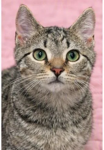 A baby small-sized male Tabby (Gray / Blue / Silver) Domestic Short Hair cat named Woody for adoption in Morganton, NC