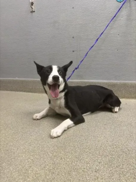 An adult small-sized female Australian Kelpie dog named Snooki for adoption in Las Vegas, NV