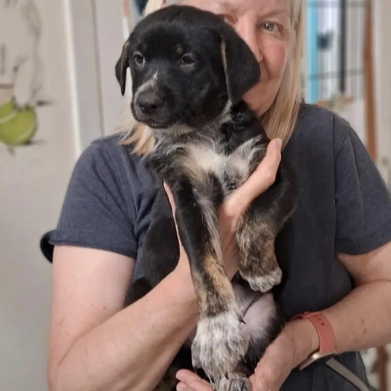 A baby medium-sized female Dutch Shepherd dog named Sloan for adoption in Cincinnati, OH