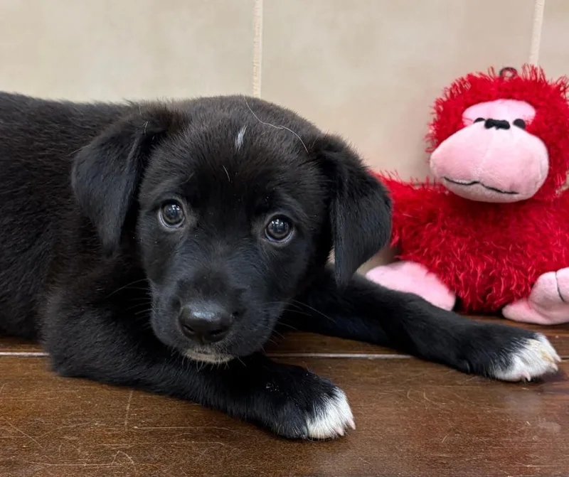 A baby medium-sized male Black Labrador Retriever dog named Heathcliff for adoption in Kerrville, TX