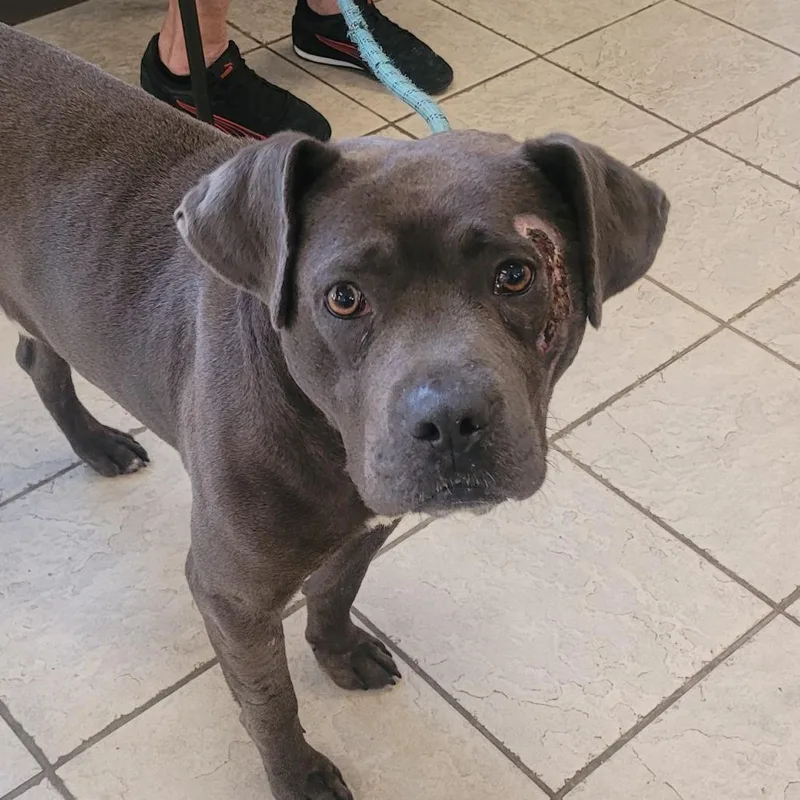 An adult medium-sized male Black Mixed Breed dog named Rocko for adoption in Columbus, GA
