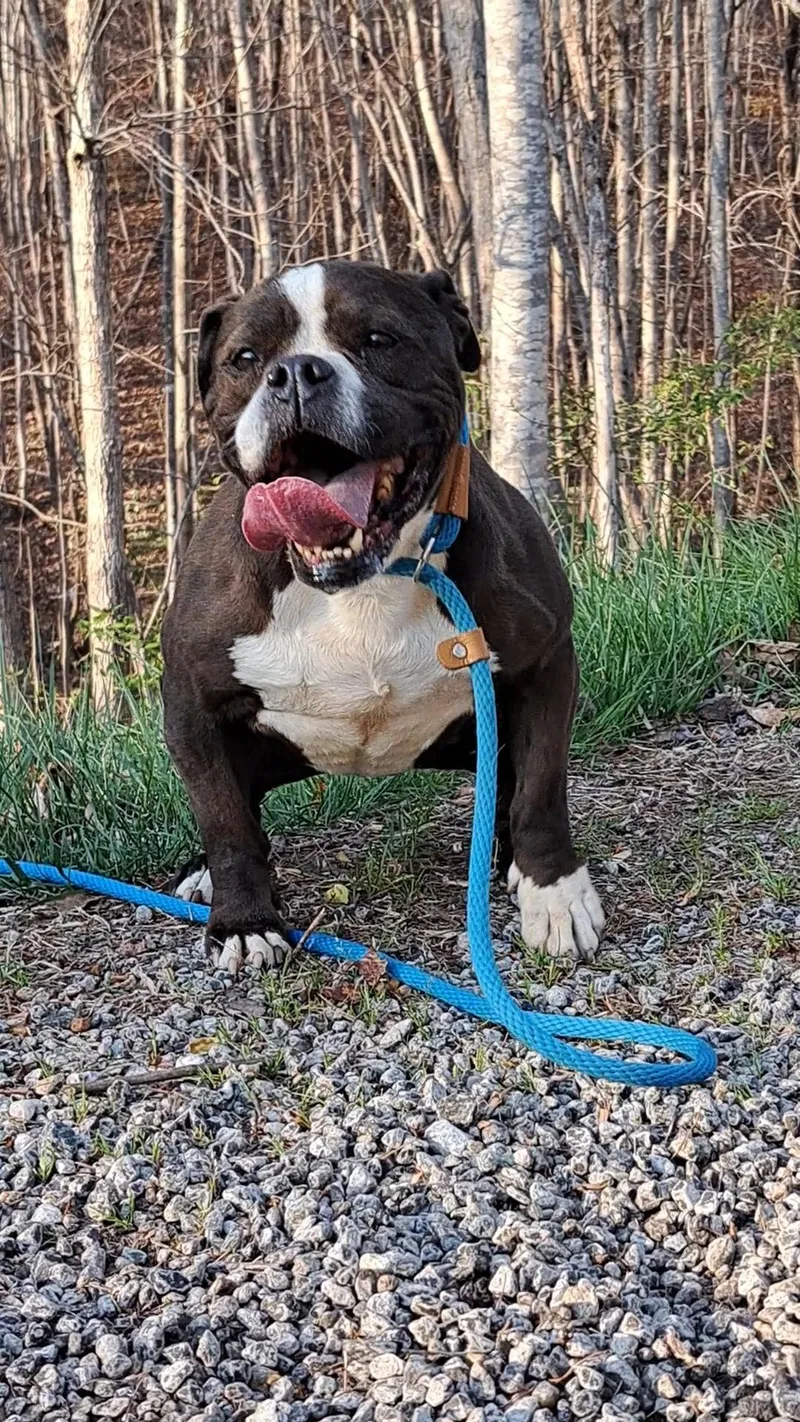 Harlie Bulldog Sis thumbnail 3