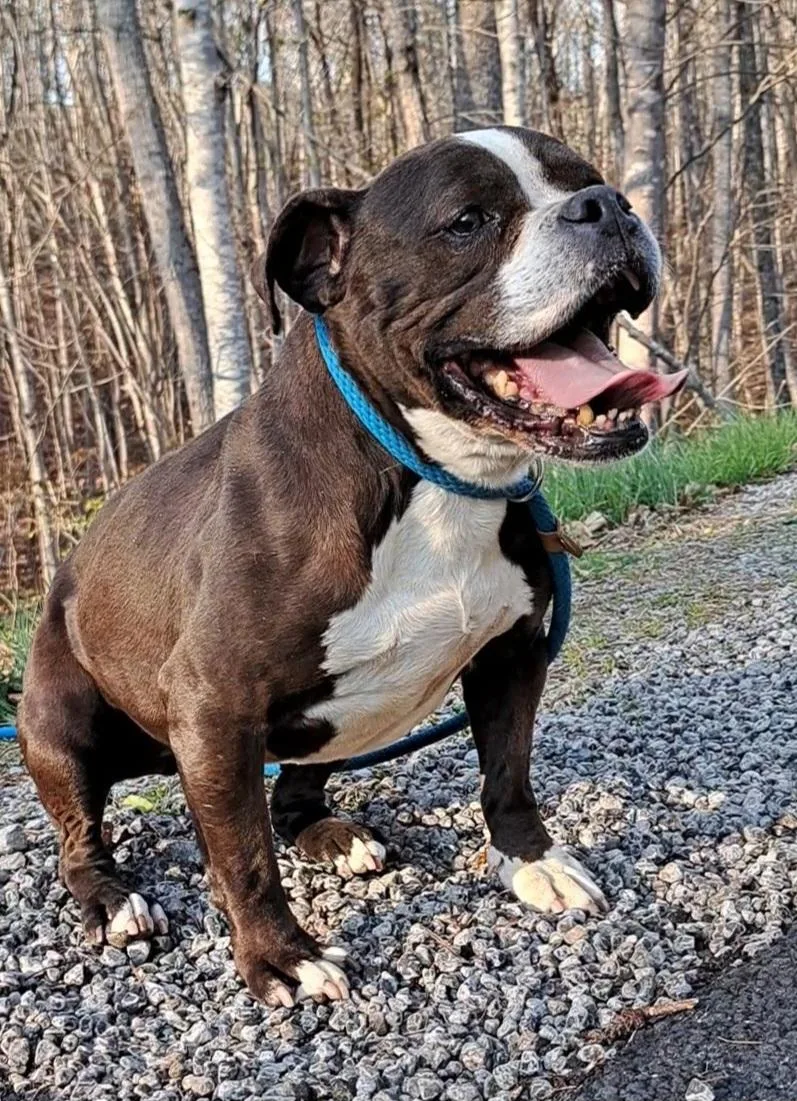 Harlie Bulldog Sis thumbnail 4