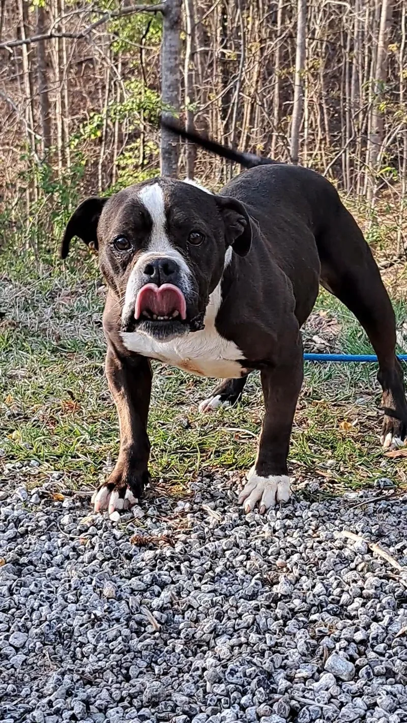 Harlie Bulldog Sis thumbnail 5