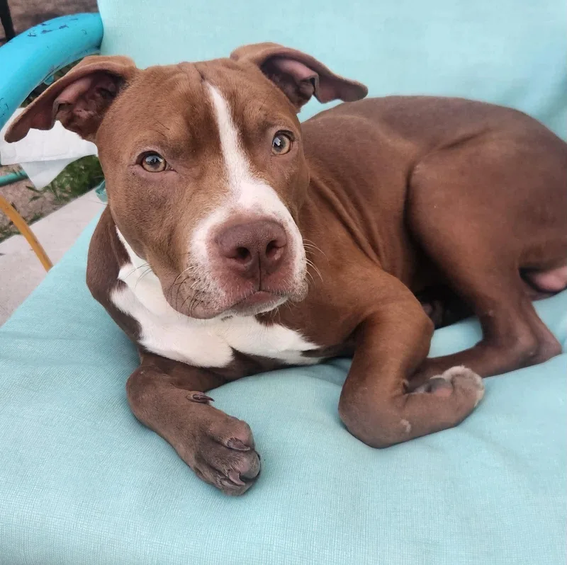 A baby medium-sized male Brown / Chocolate Pit Bull Terrier dog named Goose for adoption in Buffalo, NY