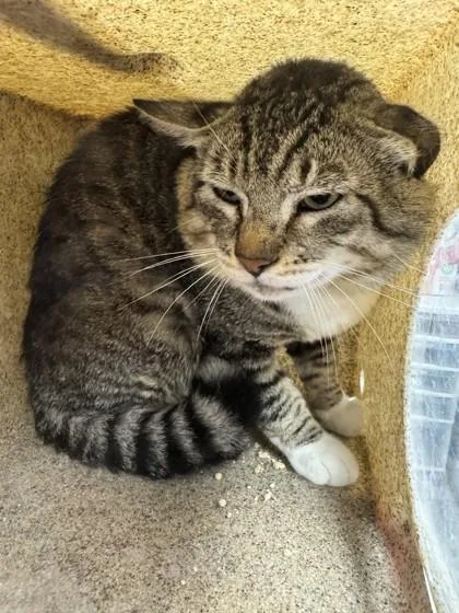 An adult small-sized male Domestic Short Hair cat named Broccoli for adoption in Roseville, CA