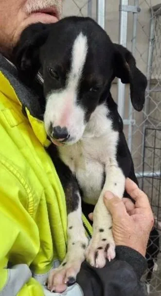 A baby medium-sized male Mixed Breed dog named David Carradine for adoption in Madison, NJ