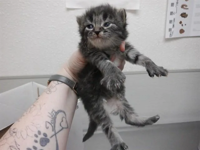 A baby small-sized male Domestic Medium Hair cat named Combs for adoption in Oroville, CA