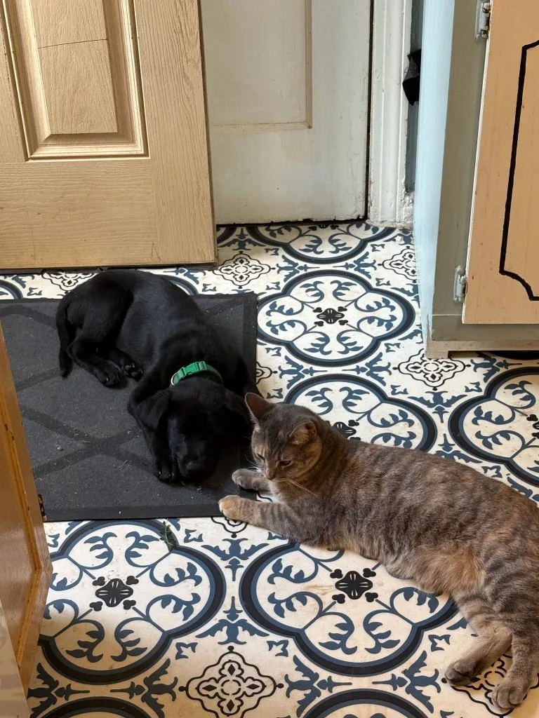 Sam Houston thumbnail 2