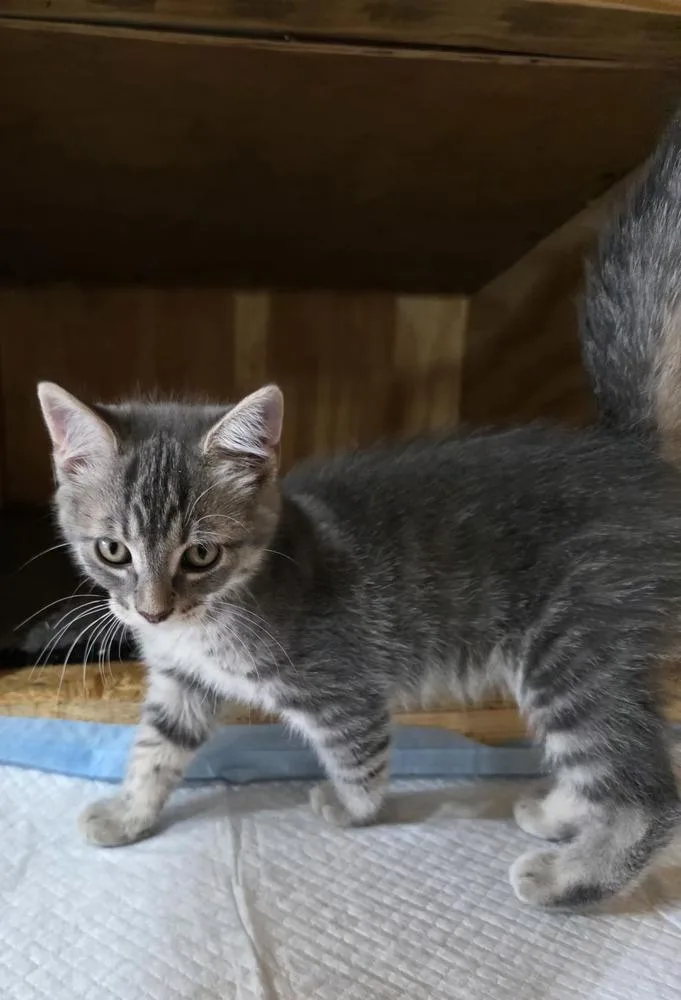 A baby small-sized female Gray / Blue / Silver Domestic Short Hair cat named Moscato for adoption in Metamora, IL