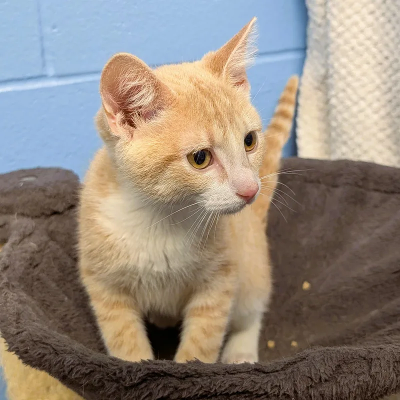 A baby medium-sized male Buff & White Domestic Short Hair cat named Salsa for adoption in Lowell, AR