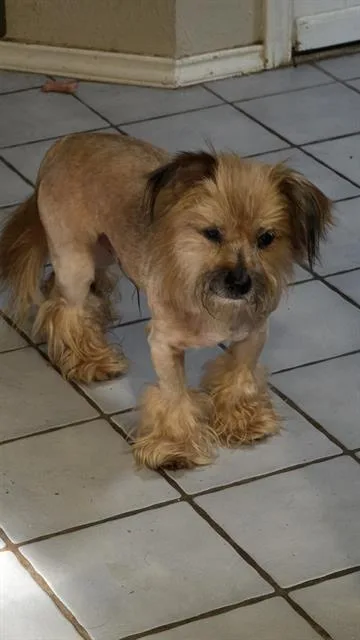 A young small-sized male Chow Chow dog named Benji for adoption in San Antonio, TX