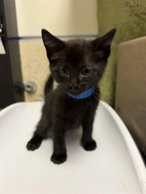 A baby small-sized male Domestic Short Hair cat named Shinobu for adoption in Riverside, CA