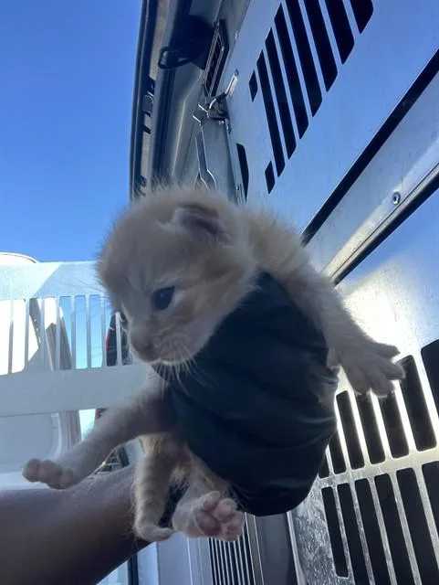 A baby small-sized male Domestic Short Hair cat named Bomie for adoption in Dallas, TX