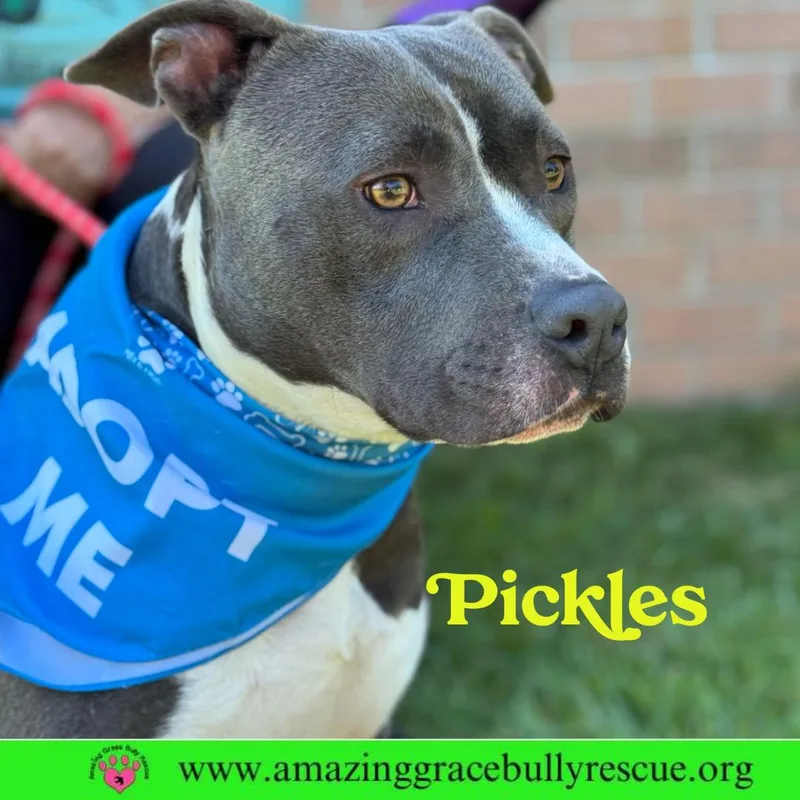 Pickles thumbnail 2