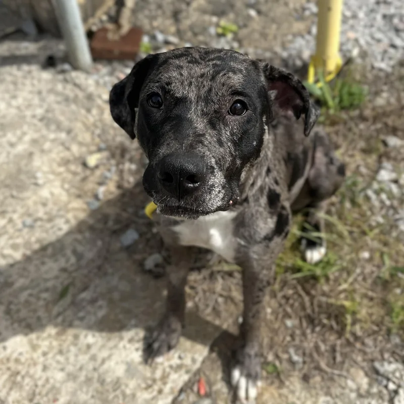 Hvac Technician thumbnail 4