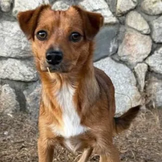 A young small-sized female Brown / Chocolate Pomeranian dog named Candy for adoption in Agua Dulce, CA