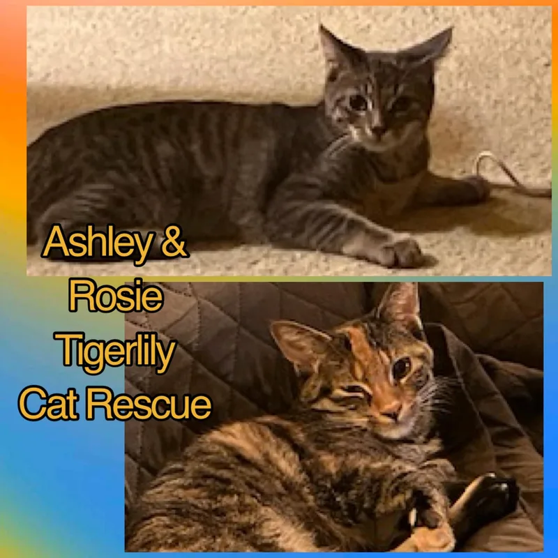 A young medium-sized female Tabby (Gray / Blue / Silver) Domestic Short Hair cat named Ashley & Rosie for adoption in Sterling Heights, MI