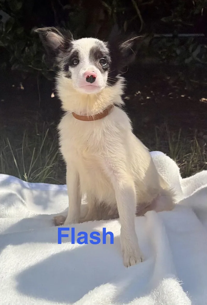 A baby medium-sized male White / Cream Australian Shepherd dog named Flash for adoption in Pawleys Island, SC