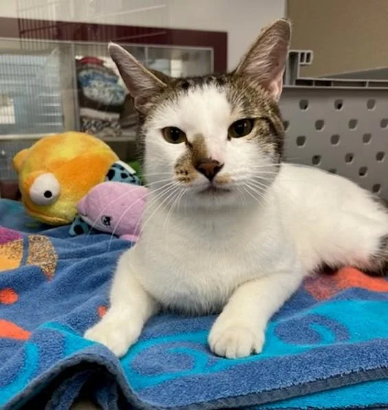 A young small-sized male Domestic Short Hair cat named Boeing for adoption in Springfield, MA
