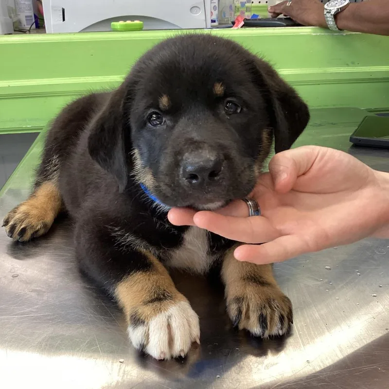 A baby small-sized male Black Terrier dog named Durango for adoption in Montgomery, AL