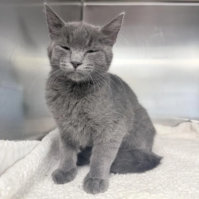 A baby medium-sized male Gray / Blue / Silver Domestic Short Hair cat named Titan for adoption in Medford, OR