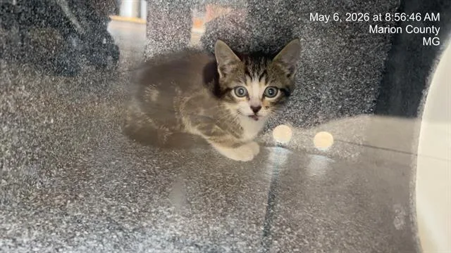 A baby small-sized female Domestic Short Hair cat named Martha Clawe for adoption in Ocala, FL