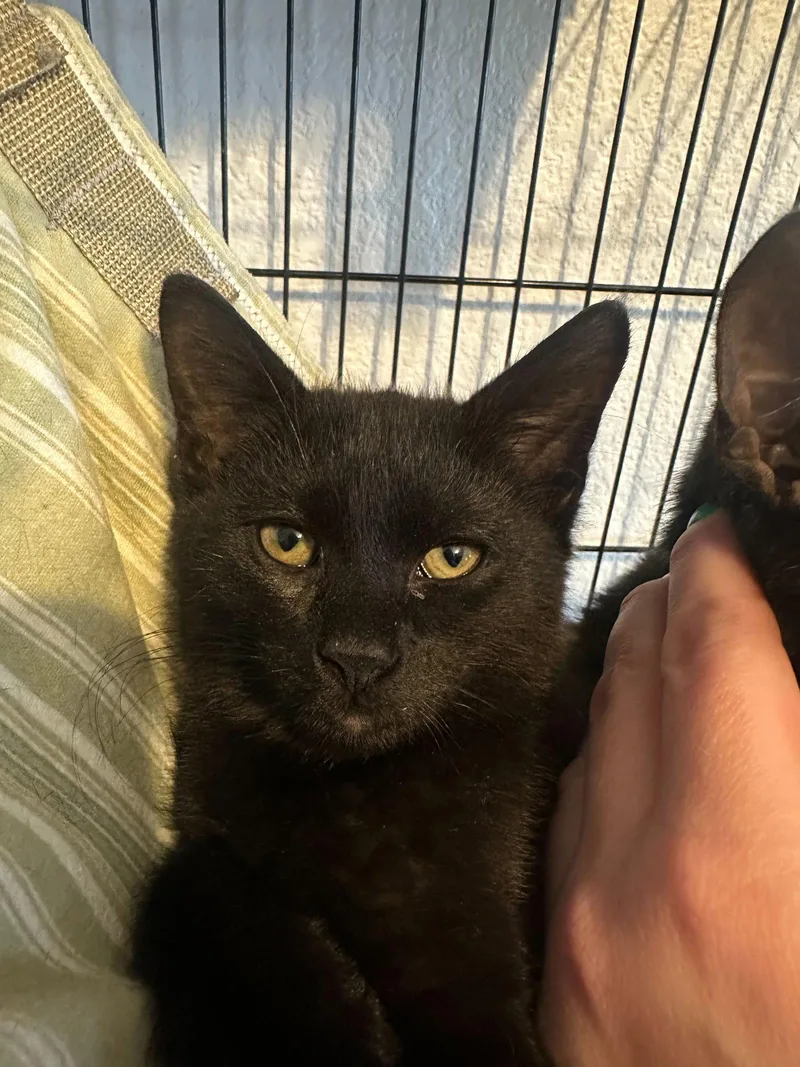 A baby medium-sized male Black Domestic Short Hair cat named Levitate for adoption in Colorado Springs, CO