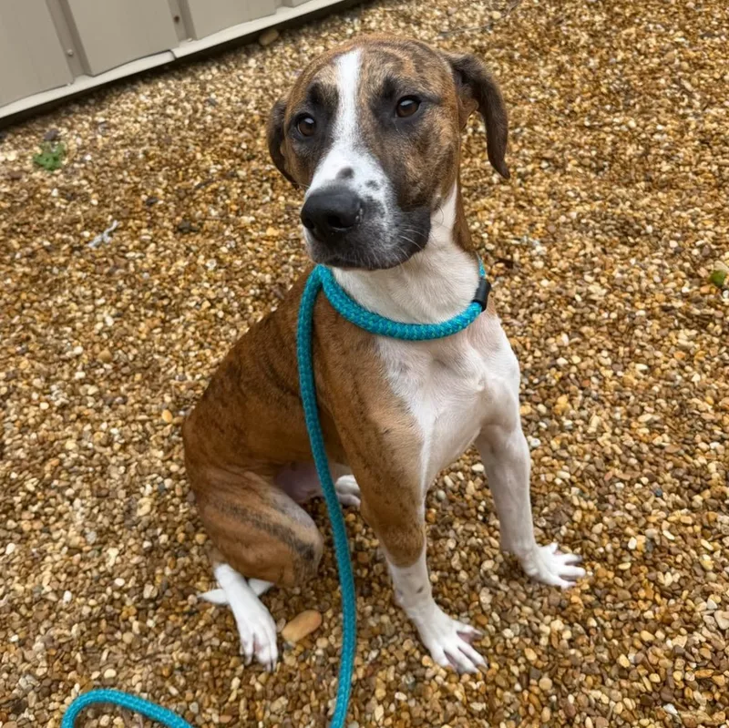 An adult medium-sized male Plott Hound dog named Beemer for adoption in St. Augustine, FL